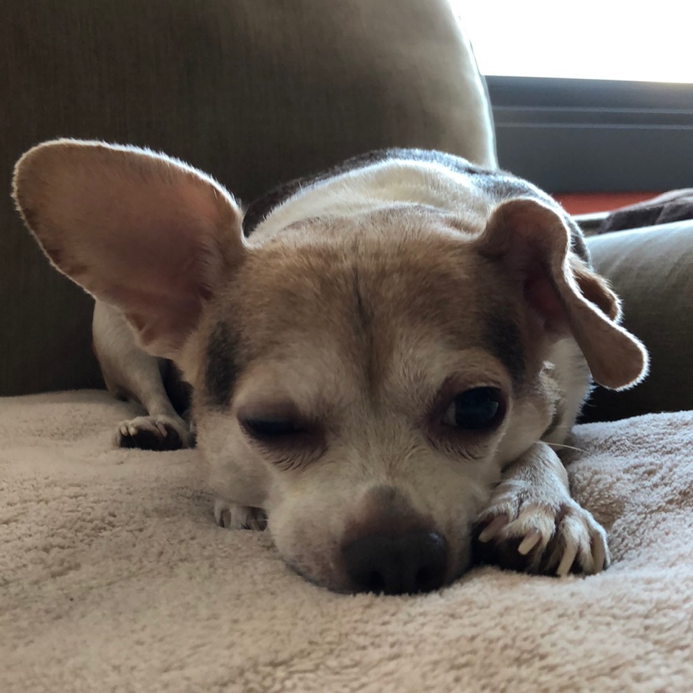 Meet your Posher, Rachel